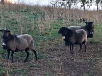 قوچ, Romanov sheep — عکس 1