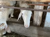 Vædder, Assaf sheep — foto 2