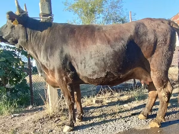 母牛, Alatau breed