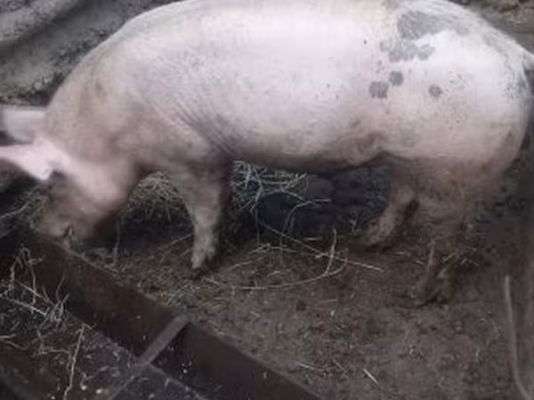 หมูป่าตัวผู้, หมู