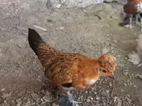 Japanisches Bantam — Foto 4
