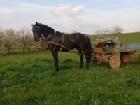 Cal, Nonius horse — foto 3