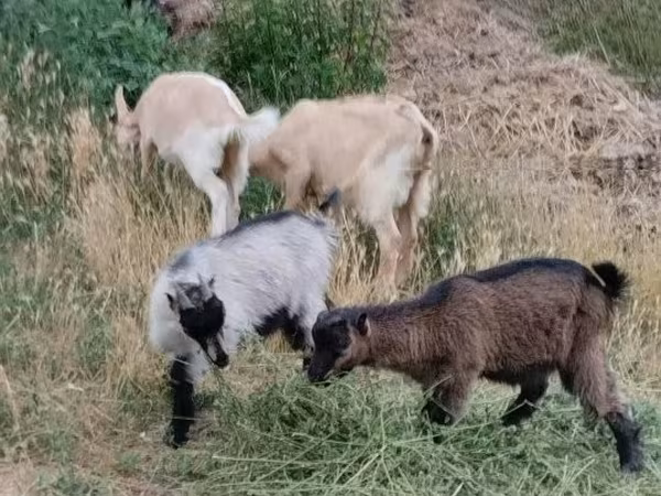 Goats (batch, sex not specified), Goats — Hungary
