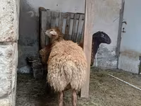 भेड़, भेड़ — फ़ोटो 8