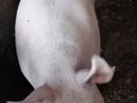 Schweine (Partie, Geschlecht nicht angegeben), Schweine — Foto 3