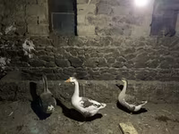 Geese — புகைப்படம் 2