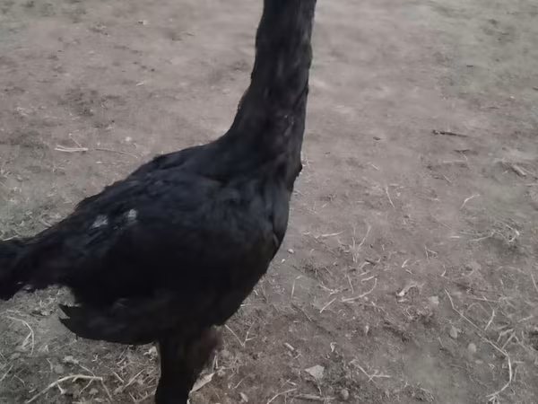 Chickens