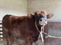 Lembu jantan, Cattle — foto 3