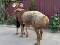 แกะตัวผู้, Arashan sheep — รูปภาพ 2