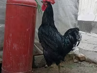 Chickens — الصورة 2