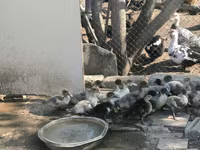 Ducks — รูปภาพ 8