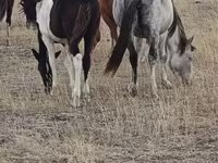 Klisna, Horse breed — foto 1