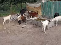 Kozel, Pomellata goat — foto 5
