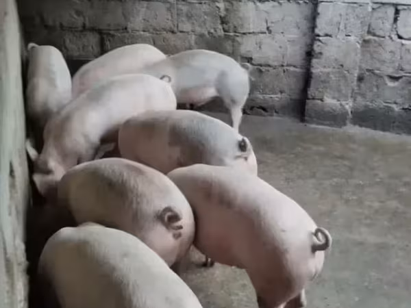 Sow, Pigs — Armenia