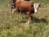 گاو نر, Swiss cattle — عکس 2