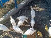Ducks — Foto 4