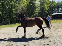 گھوڑی, Dutch warmblood horse — تصویر 7