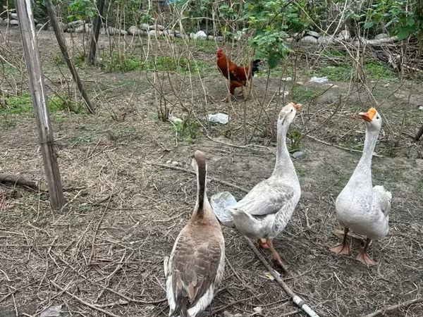 ไชนีส