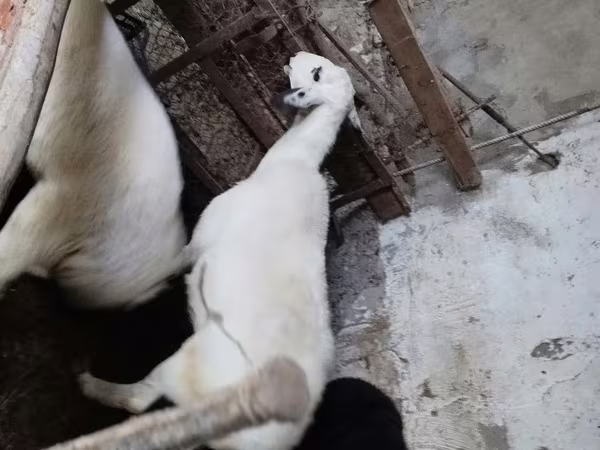 Sheep, Sheep — Uzbekistan