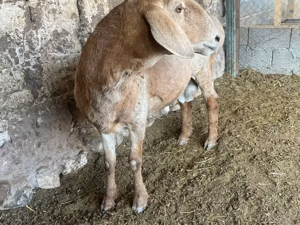 قوچ, Arashan sheep