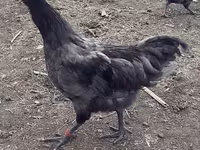 Australorp — foto 2