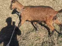 Buk, Alpine goat — foto 7