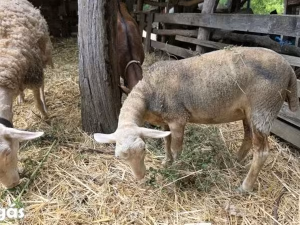میش, Luzein sheep