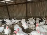 Turkeys — الصورة 1