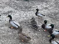 Ducks — zdjęcie 5
