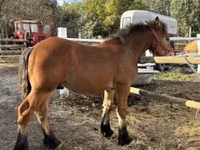 Hingst, Heste — foto 3