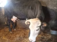 Lo’, Holstein breed — sawirka 4