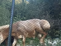 Vædder, Får — foto 8