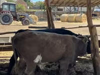 Bulle, Simmental cattle — Foto 4