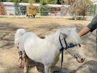 Konji (partija, pol nije naveden), Australian Pony — fotografija 3