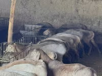 Får, Arashan sheep — foto 3