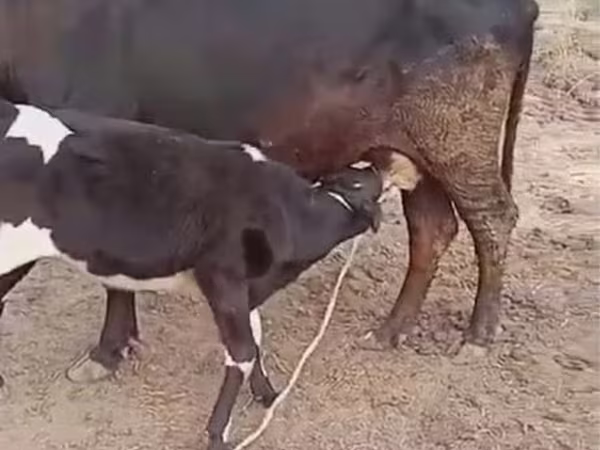 Krava, Latvian Blue cattle