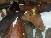 ثور, Simmental cattle — الصورة 3