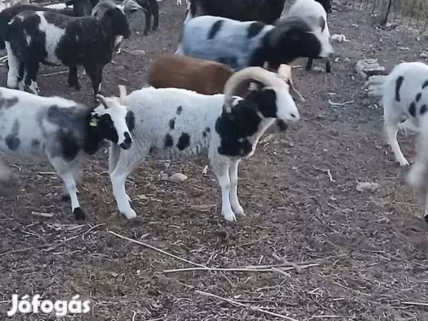 Vædder, Jacob's sheep