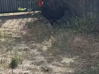 Chickens — الصورة 1