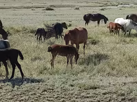 Faras dhaddig, Horses — sawirka 2