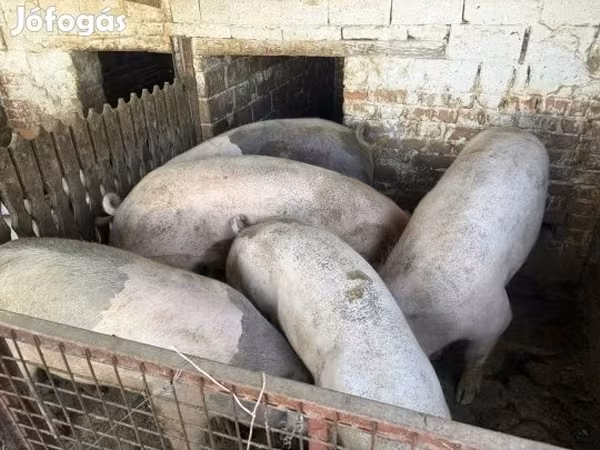 Eber, Schweine