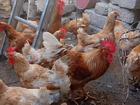 Chickens — الصورة 8