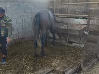 Kůň, Koně — foto 8