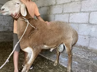 Montone, Arashan sheep — foto 2