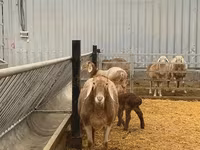ஆண் ஆடு, Rhon sheep — புகைப்படம் 2