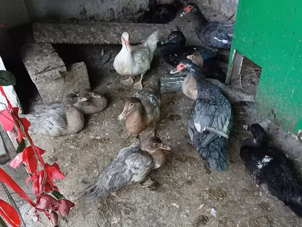 Ducks