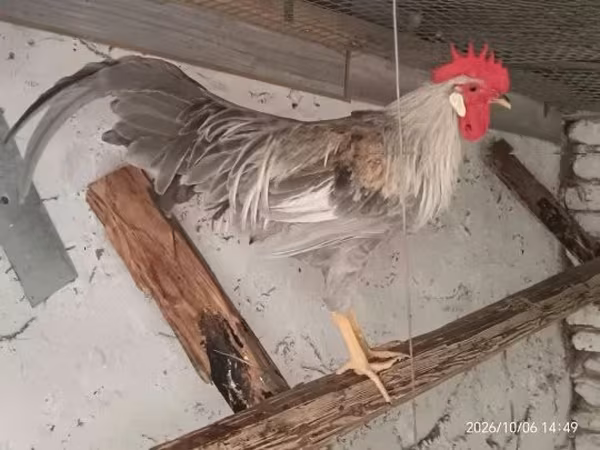 丹麦母鸡