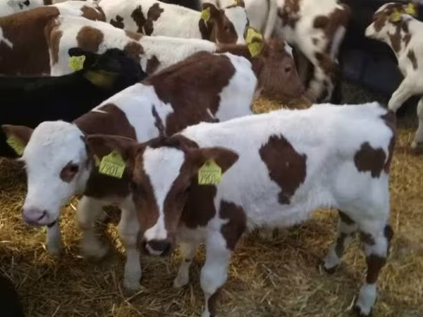 Βοοειδή (παρτίδα, φύλο μη καθορισμένο), Simmental cattle