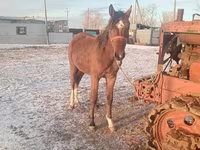 اسب نر, Thoroughbred horse — عکس 6