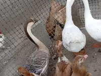 Geese — foto 5